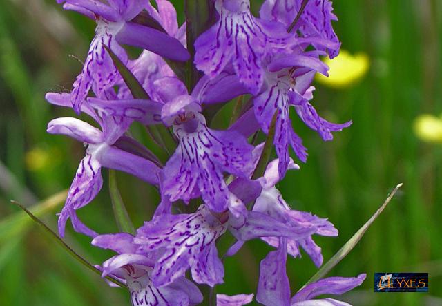 dactylorhiza  maculata.JPG